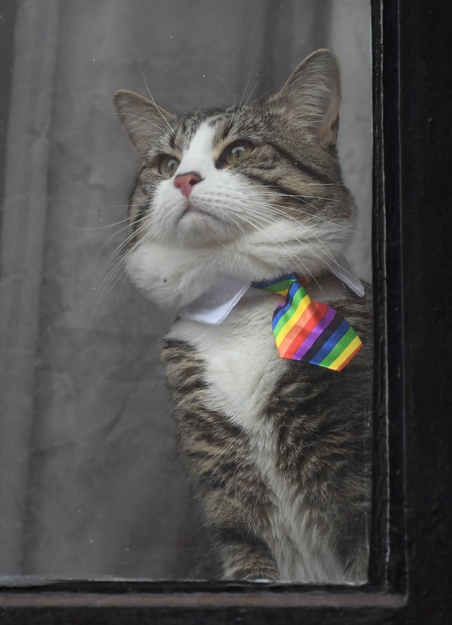 epa06521378 Wikileaks founder Julian Assange's cat wearing a tie looks out of the window of the Ecuadorian Embassy in London, Britain, 13 February 2018. A judge is expected to make a ruling on the arrest warrant of Assange. Ecuador on 07 February said it will continue to provide refuge to Assange in its embassy in London. EPA/NEIL HALL