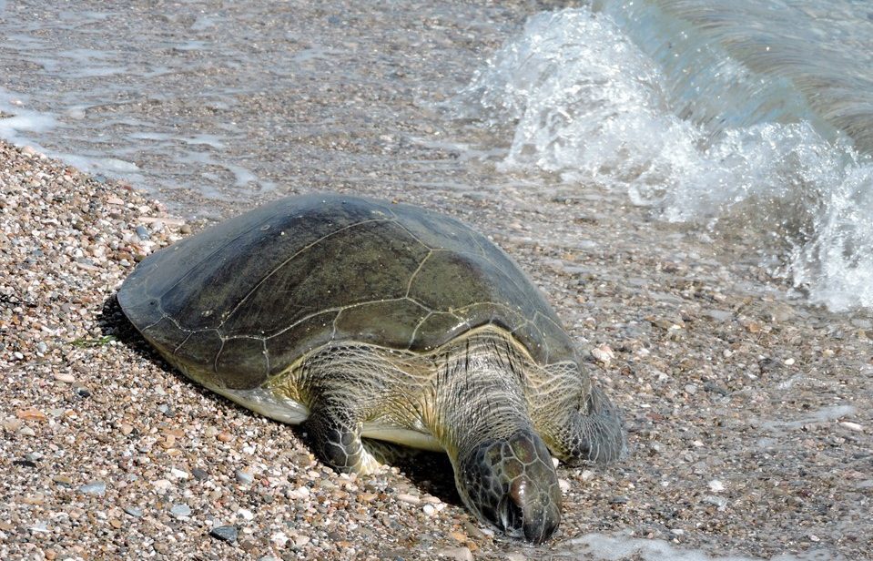 Εξαρση θανάτων θαλάσσιων χελωνών στο Αιγαίο