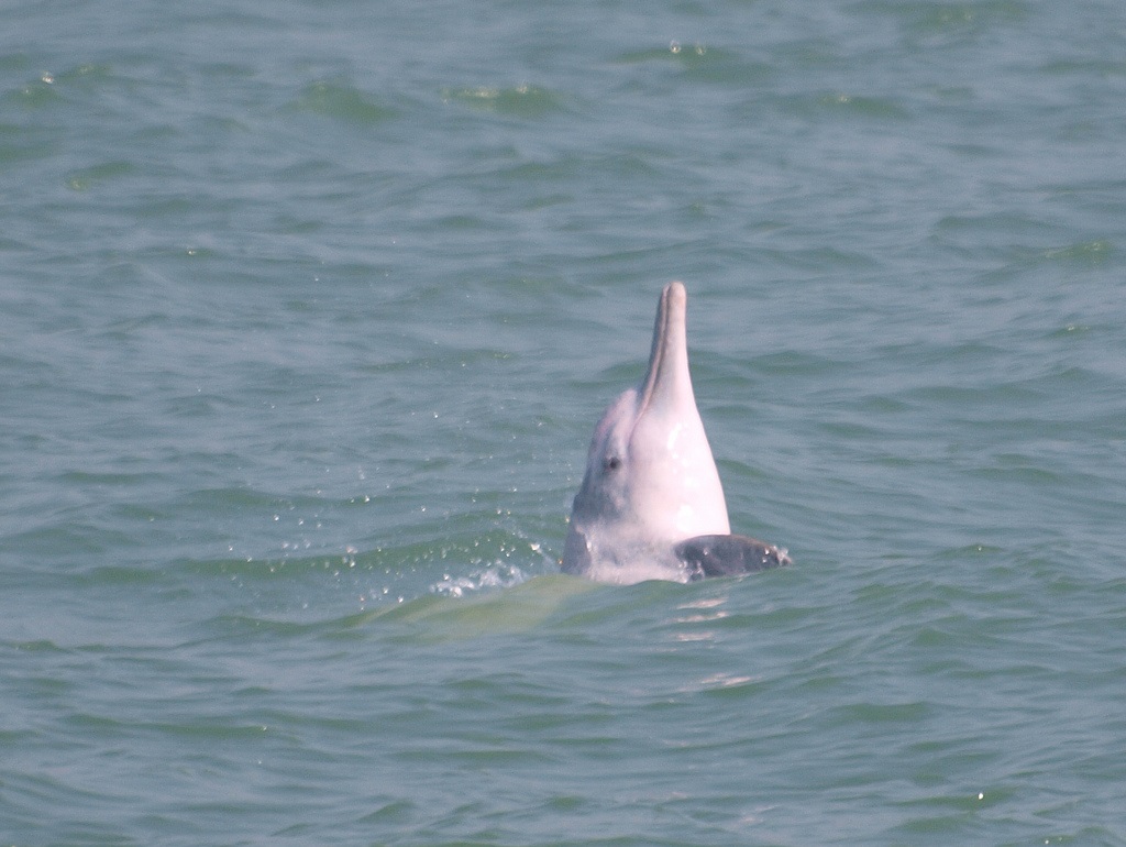 Η «θεά του ποταμού Γιανγκτσέ» επανεμφανίστηκε στην Κίνα
