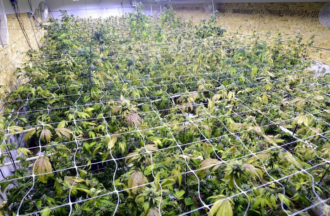 Πόσα μπορούμε να βγάλουμε από την κάνναβη;