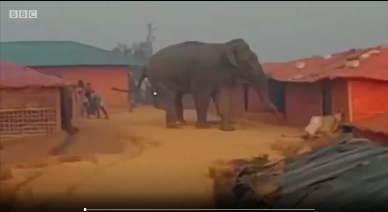 Ελέφαντας σκότωσε 12 πρόσφυγες στη Μιανμάρ [βίντεο]