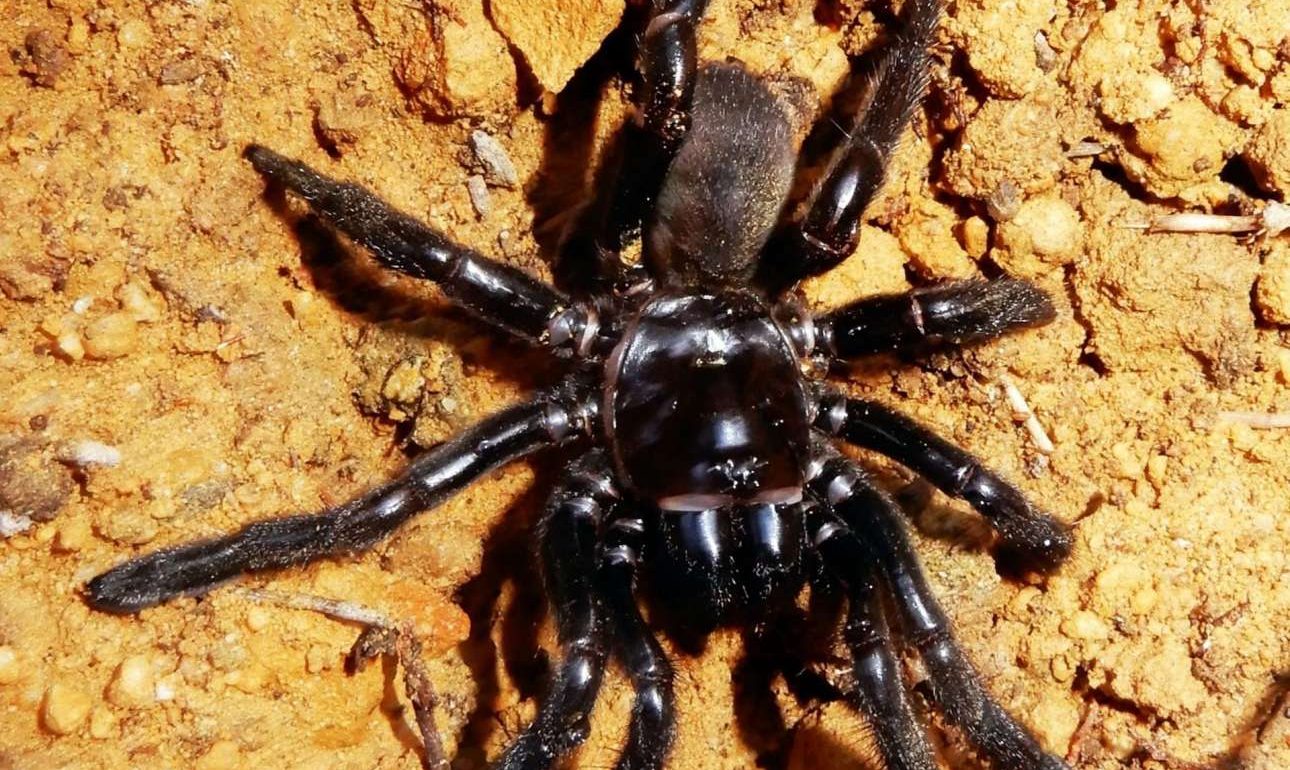 Πέθανε η γηραιότερη αράχνη του πλανήτη