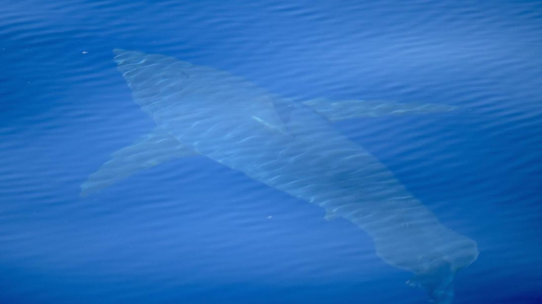 Λευκός καρχαρίας πέντε μέτρων εμφανίστηκε στη Μαγιόρκα