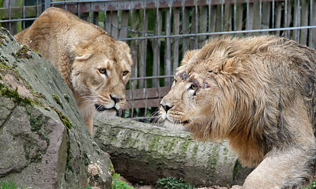 Τίγρεις και λιοντάρια το έσκασαν (για λίγο) από ζωολογικό κήπο στη Γερμανία!