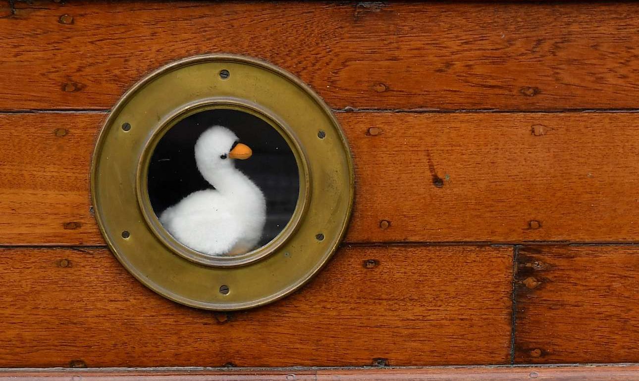 Γιατί η Ελισάβετ έβαλε να μετρήσουν τους κύκνους του Τάμεση;