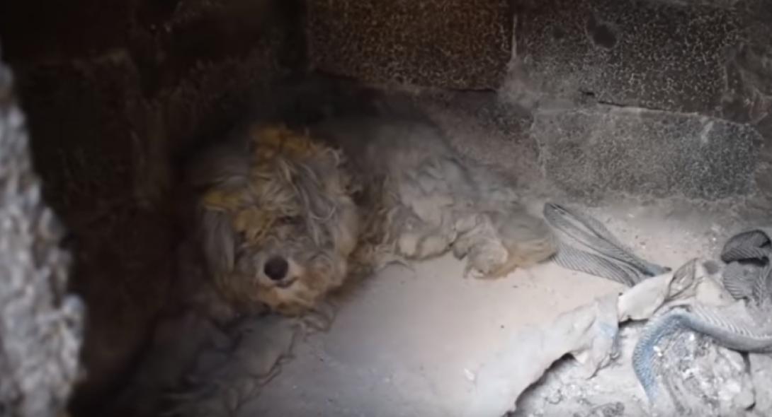 Βρέθηκε σκύλος μέσα σε φούρνο καμένου σπιτιού στο Μάτι