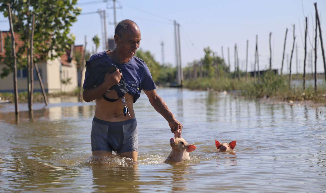 Σάββατο, 24 Αυγούστου, Κίνα. Ένας άνδρας βοηθά δύο μικρά γουρούνια να σωθούν από τις πλημμύρες, σε δρόμο του Σούγκουανγκ