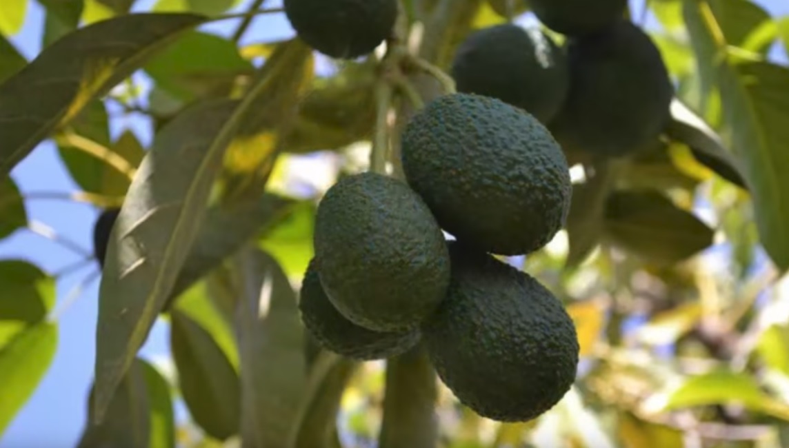 Κλέβουν οπώρας (αβοκάντο) στη Νέα Ζηλανδία!