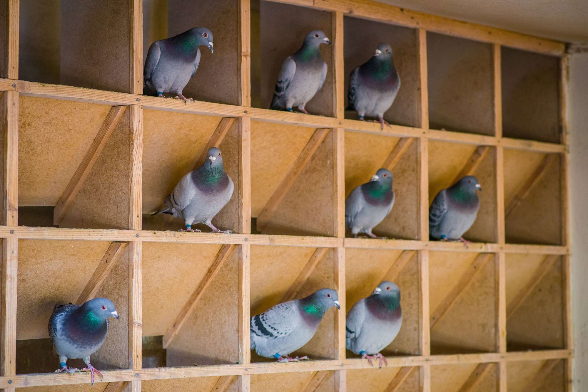 Τα περιστέρια ταξίδεψαν με το τρένο-βολίδα και οι απατεώνες πιάστηκαν στα πράσα