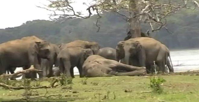Βίντεο: 300 ελέφαντες θρηνούν το χαμό του αρχηγού τους!