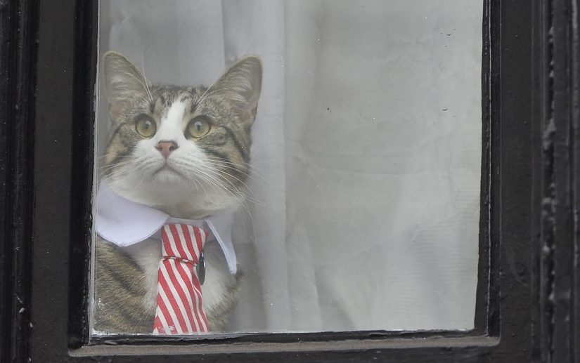 Τελεσίγραφο του Ισημερινού στον Ασάνζ να φροντίζει λίγο και τη γάτα του