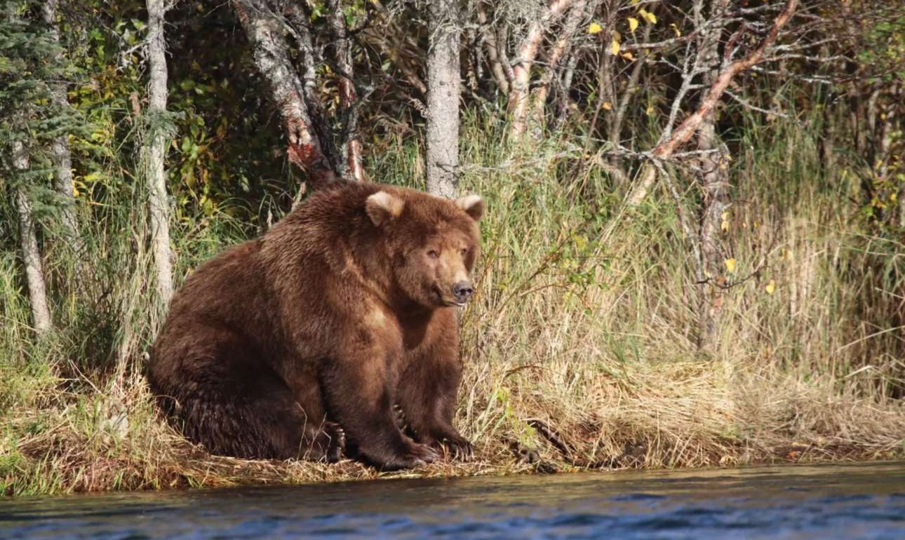Ιδού η νικήτρια της Εβδομάδας Χοντρής Αρκούδας!