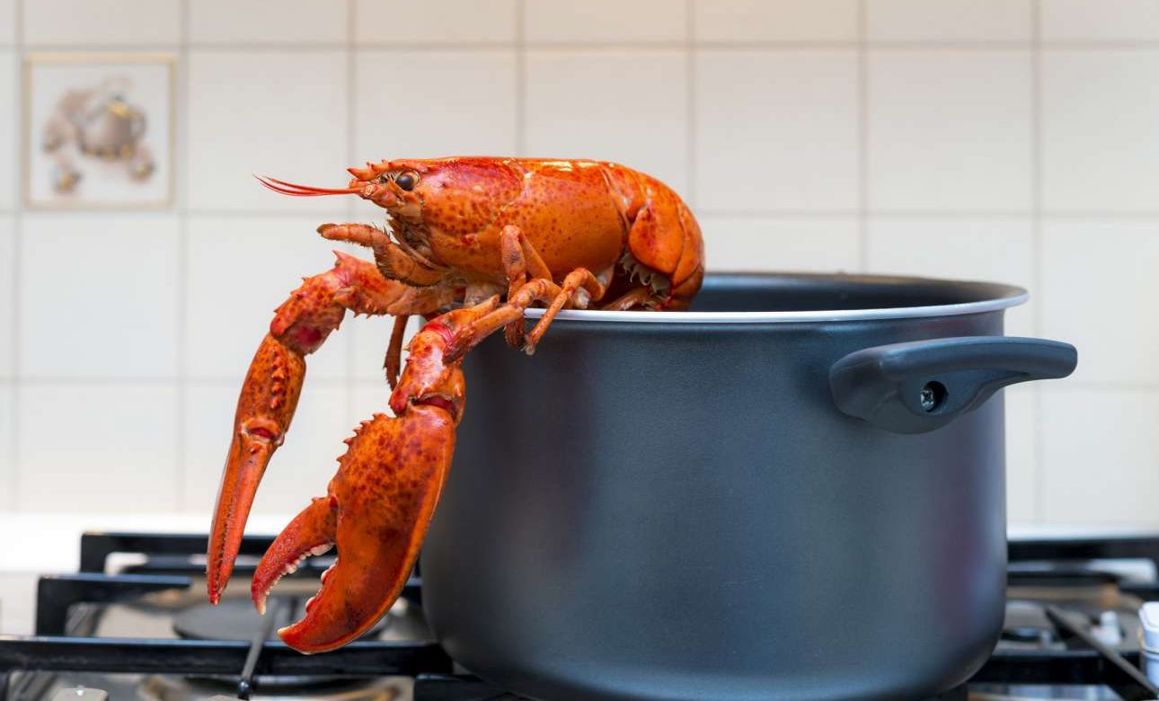 Αρέσει η μαριχουάνα στους αστακούς;