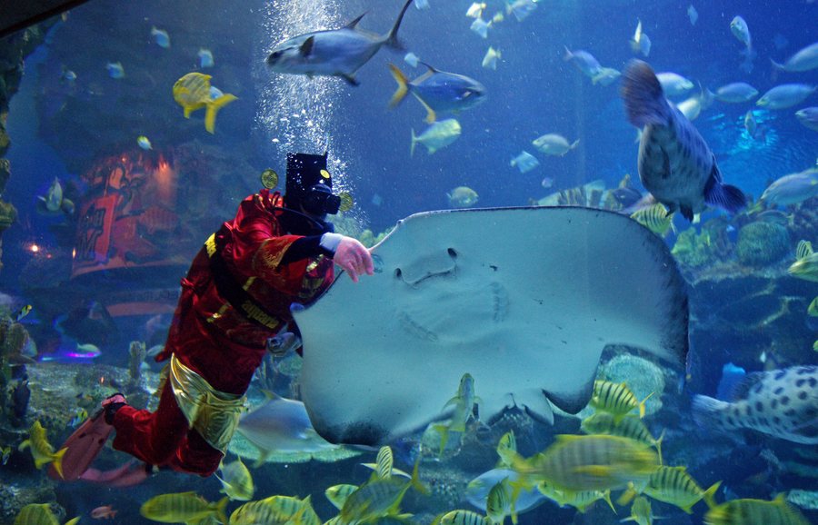 Αυστραλός κολυμβητής πέθανε όταν τον τσίμπησε σαλάχι