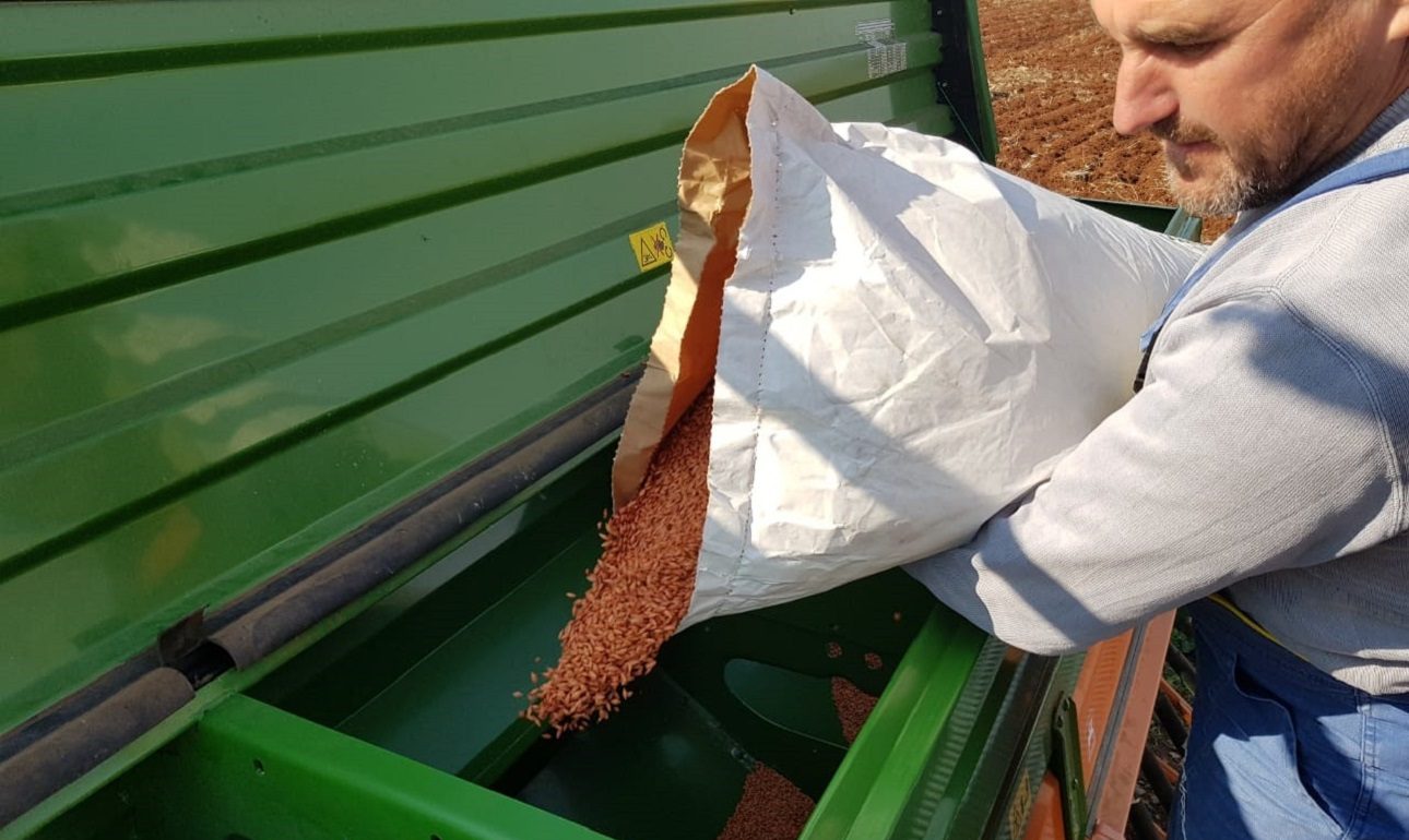 Ελληνικό κριθάρι, ήρθε η ώρα της σποράς