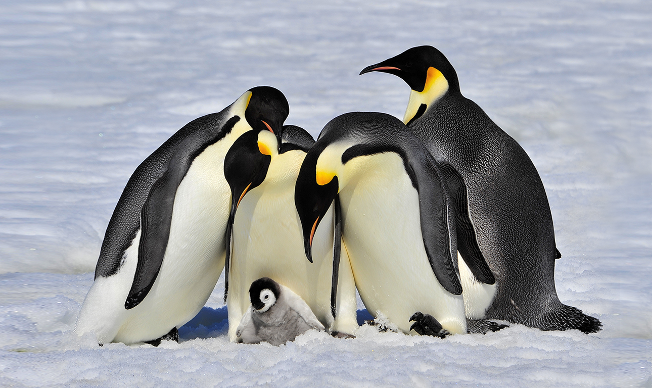 Τους Βρετανούς δεν τους διχάζει μόνο το Brexit αλλά και οι πιγκουίνοι