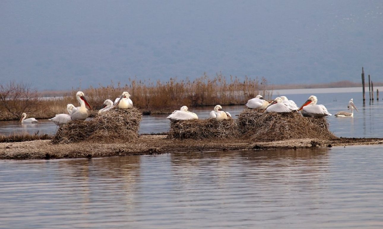 Η ζωή στις γειτονιές του Αμβρακικού