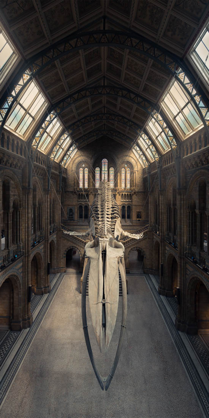 Ο επιβλητικός σκελετός της μπλε φάλαινας στο Μουσείο Φυσικής Ιστορίας του Λονδίνου, σε μία κάθετη πανοραμική λήψη