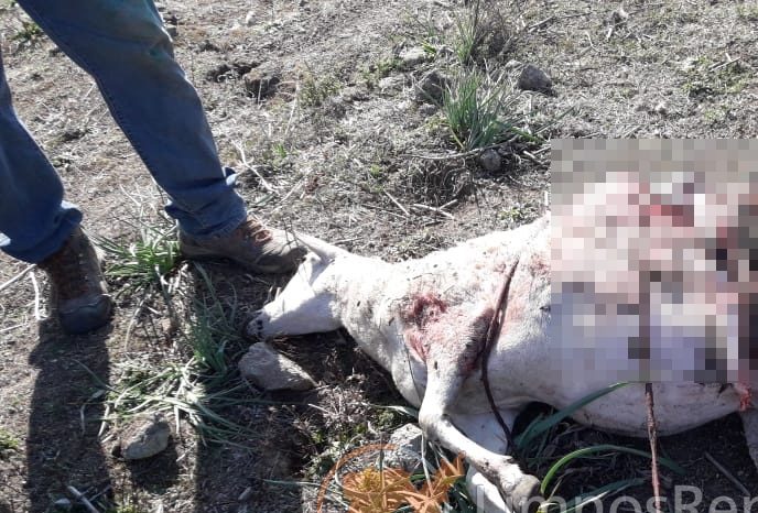 Ελάφια σκότωσαν πρόβατα στη Λήμνο!