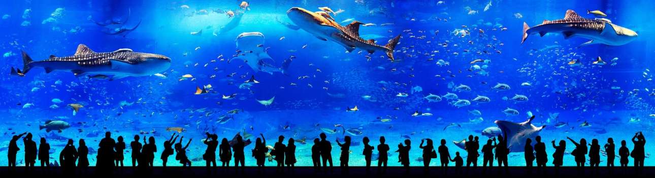 Πλήθος κόσμου στο φαντασμαγορικό θαλάσσιο πάρκο του Τζιφού στην Ιαπωνία