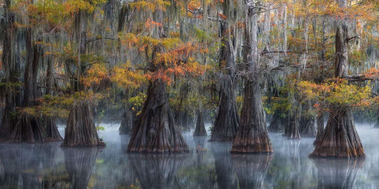 Μία εικόνα που αποπνέει μυστήριο... Δέντρα και οι αντανακλάσεις τους πάνω στα βαλτώδη νερά στον αμερικανικό Νότο