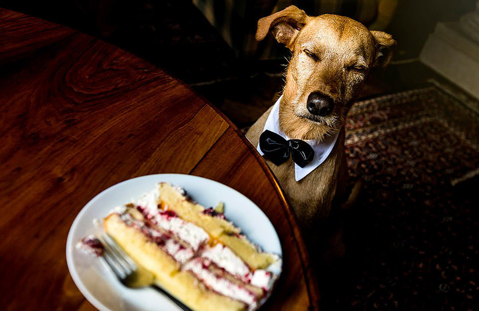 Σκύλος ντυμένος σαν σωστός τζέντλεμαν λιγουρεύεται ένα κομμάτι από τη γαμήλια τούρτα