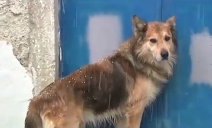 Κέρκυρα: Σαν άλλος Χάτσικο ο σκύλος της Αγγελικής την περιμένει ακόμα να γυρίσει