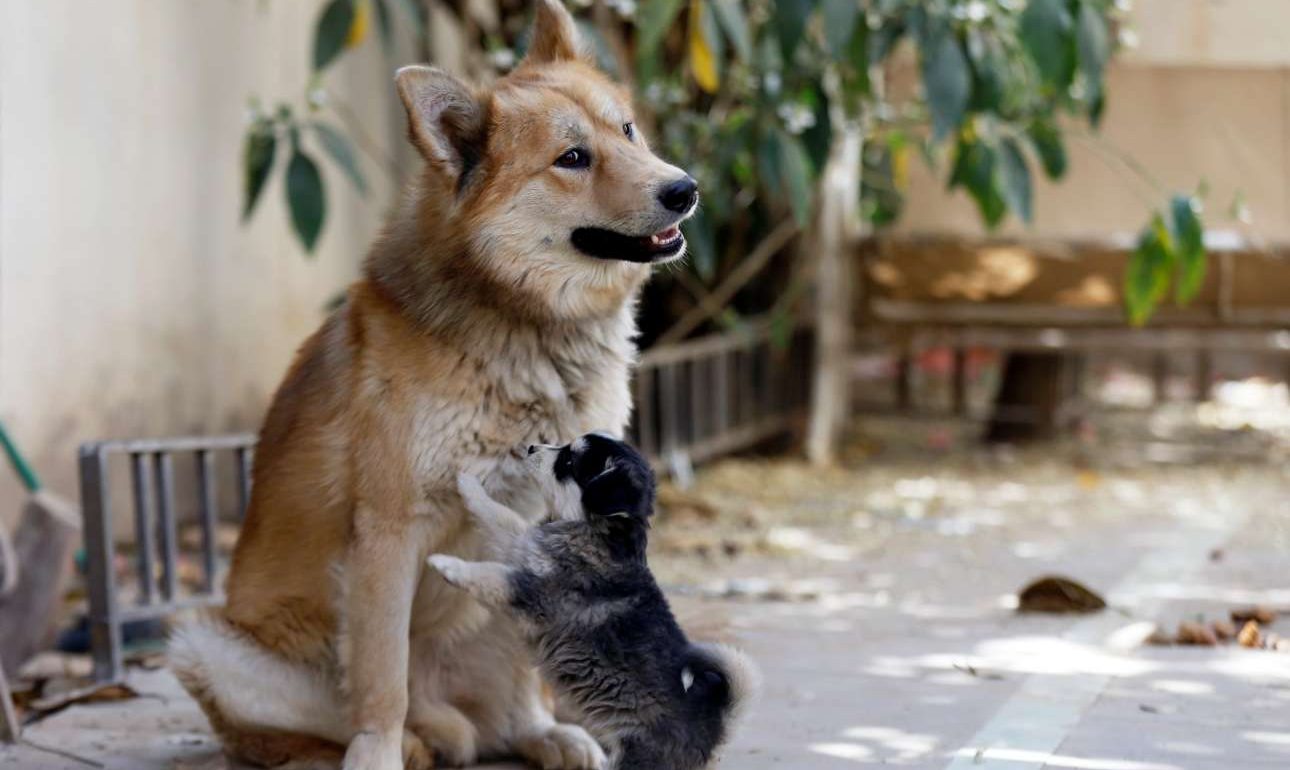 Δήμαρχος στη Γαλλία απαγορεύει το υπερβολικό γάβγισμα των σκύλων