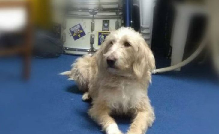 Τρίπολη: η «μασκότ» του Αστέρα και άλλα σκυλιά νεκρά από φόλα