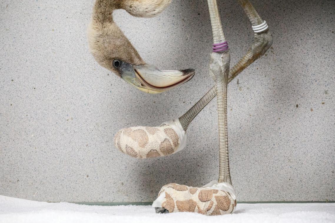 Η κτηνίατρος Οντέτ Ντοστ από το νησί Κουρασάο έφτιαξε ειδικές κάλτσες για να ανακουφίσει το εικονιζόμενο φλαμίνγκο της Καραϊβικής από τη μόλυνση των ποδιών του