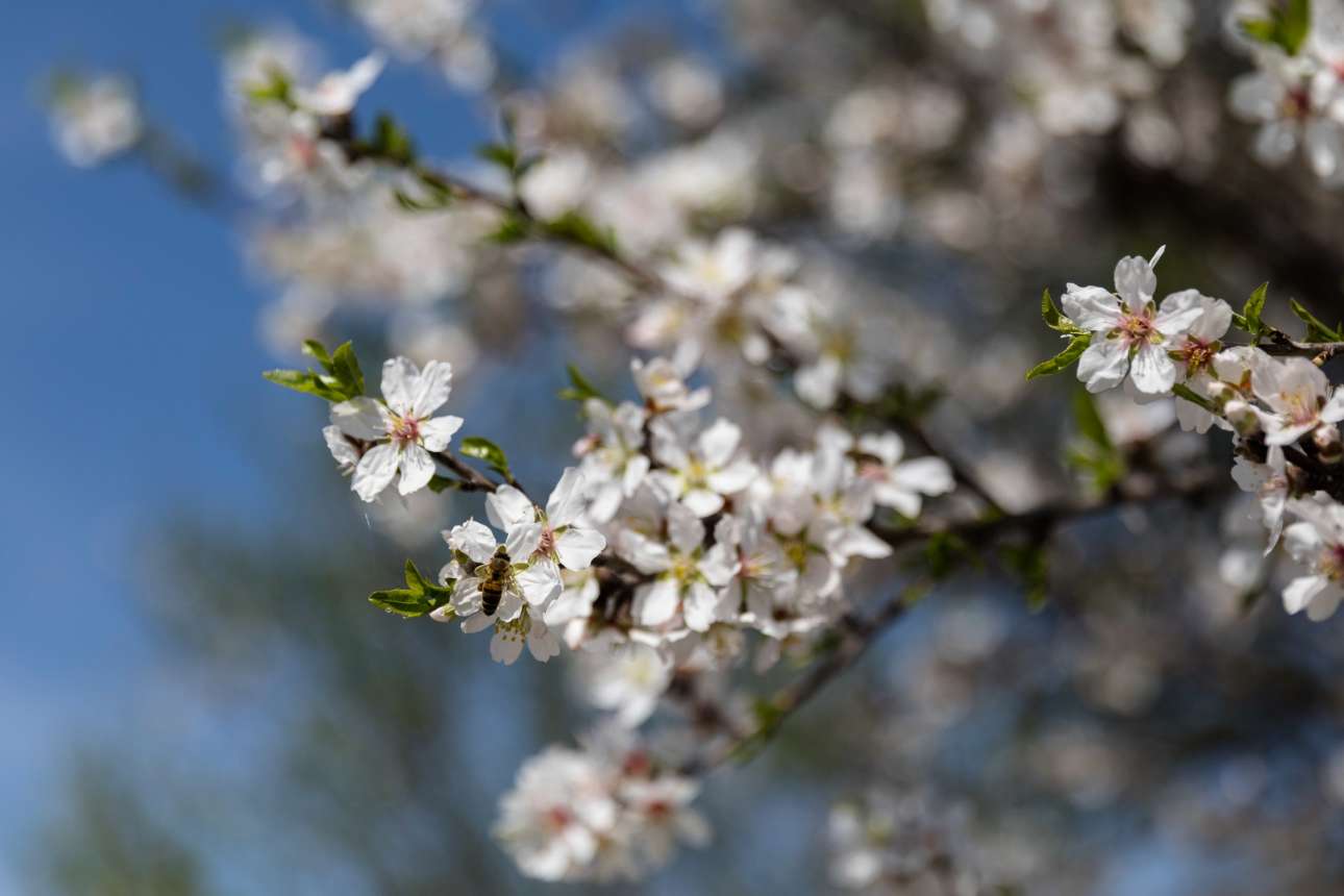 Ενα ξεχασμένο ρεφρέν