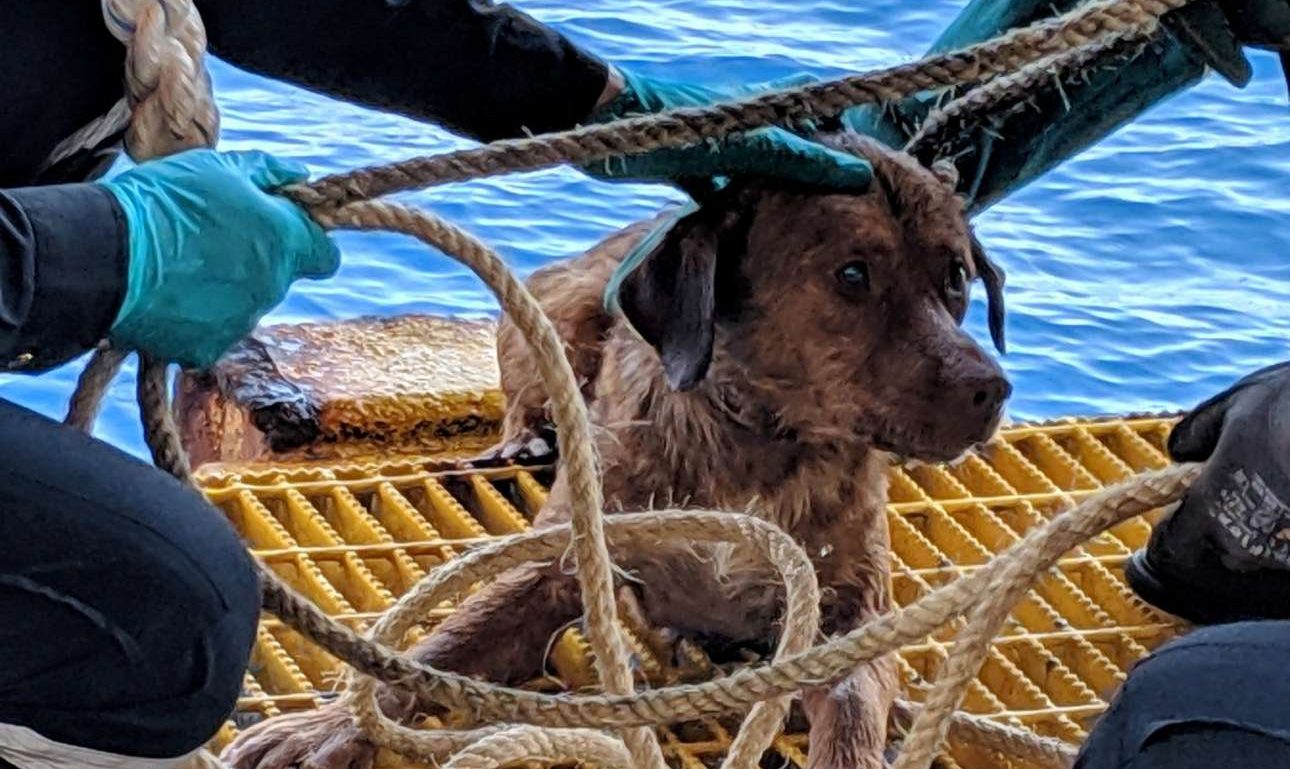 Σκύλος στην Ταϊλάνδη διασώθηκε 220 χιλιόμετρα από τις ακτές!