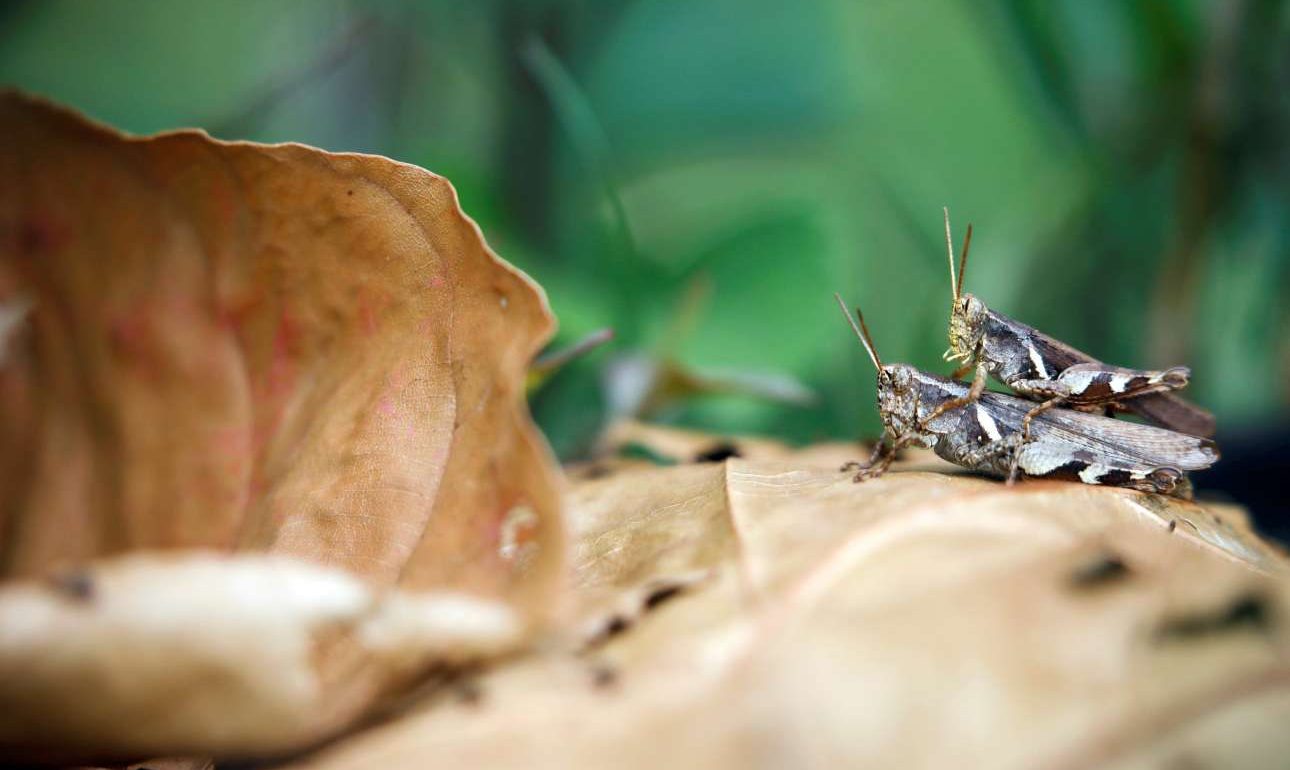Εισβολή ακρίδων στο Ιράν προκαλεί ένταση με την Σαουδική Αραβία