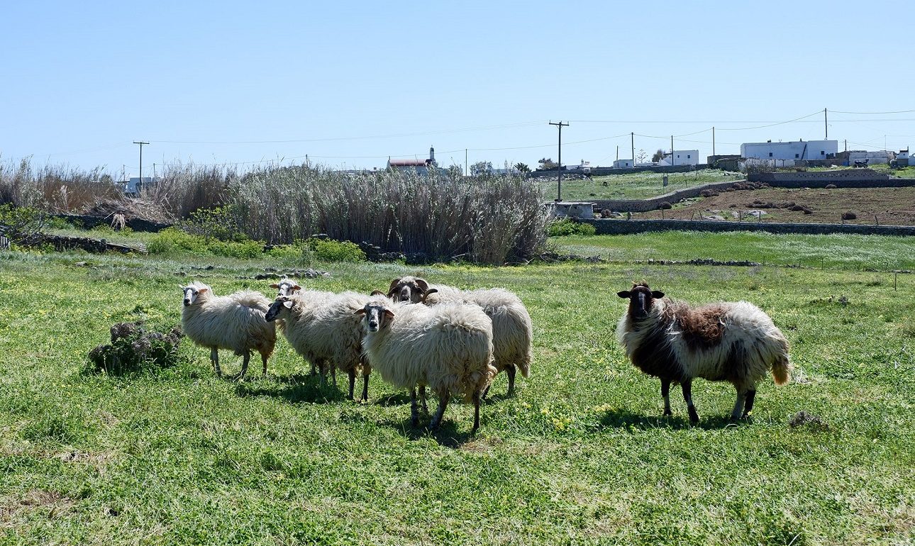 Βόσκουν ακόμη πρόβατα στη Μύκονο; Και όμως!