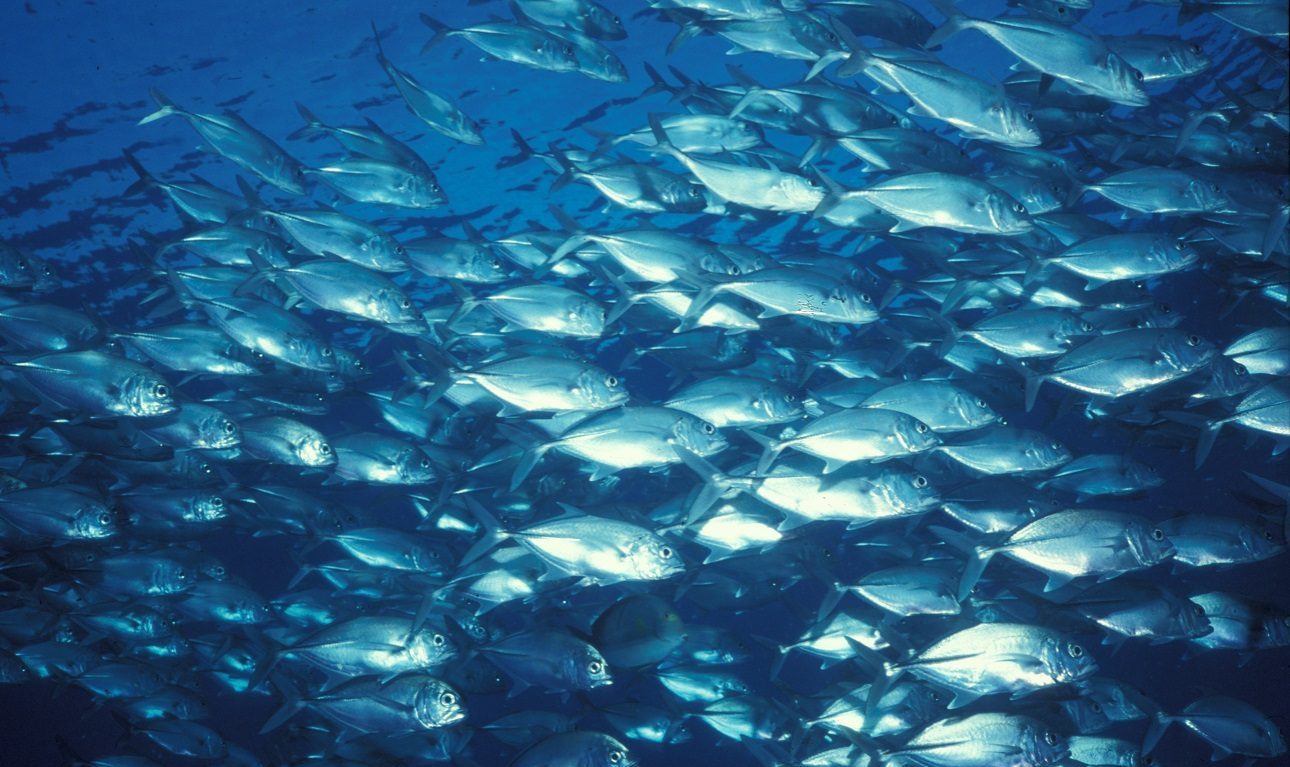 Πώς θα ξέρουμε ότι τα ψάρια που τρώμε δεν είναι μολυσμένα;