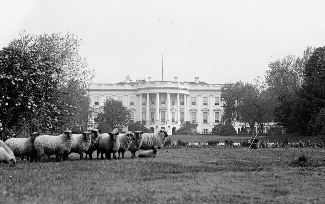 Πρόβατα βόσκουν στο γρασίδι του Λευκού Οίκου