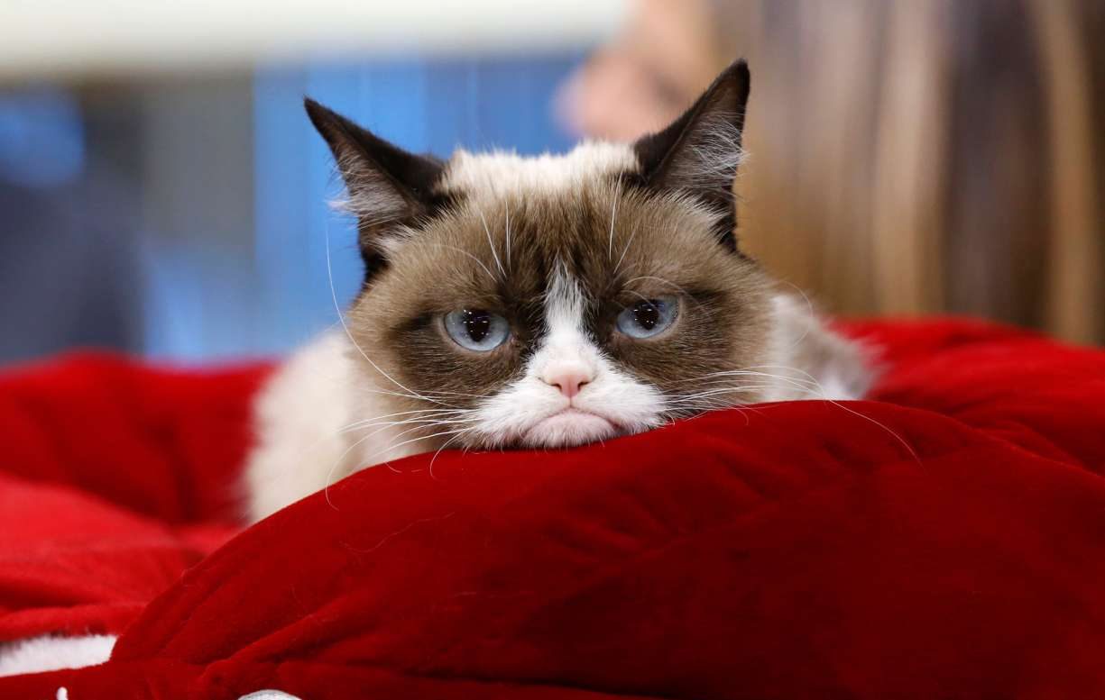 Το τελευταίο «νιάου» της Grumpy Cat