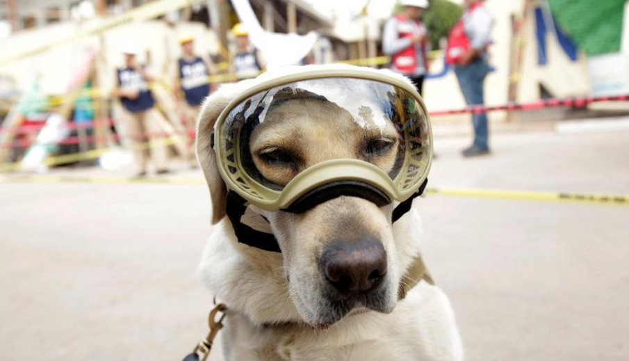 Αποστολή εξετελέσθη: αποσύρεται μετ’ επαίνων το Λαμπραντόρ-διασώστης Φρίντα