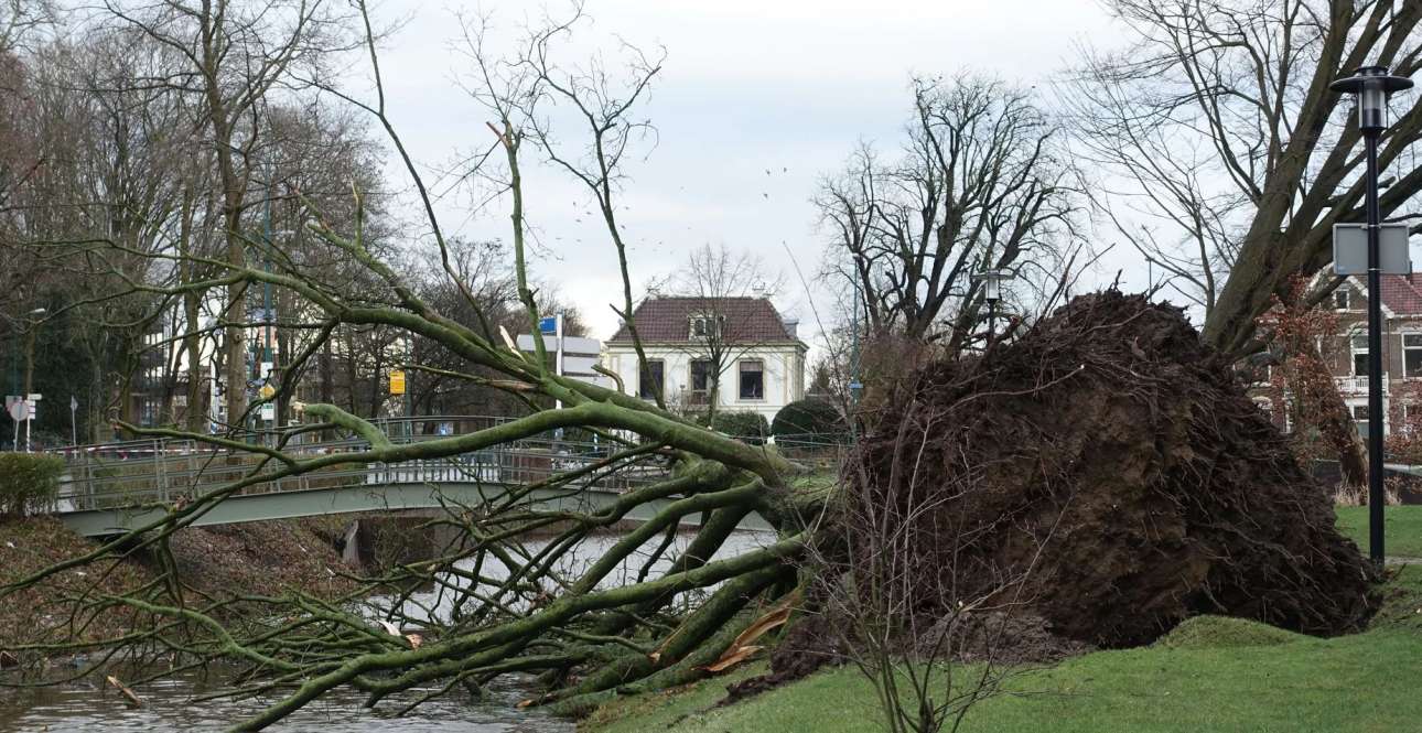 To ξεριζωμένο δέντρο αποκάλυψε ένα εργαστήριο κοκαΐνης