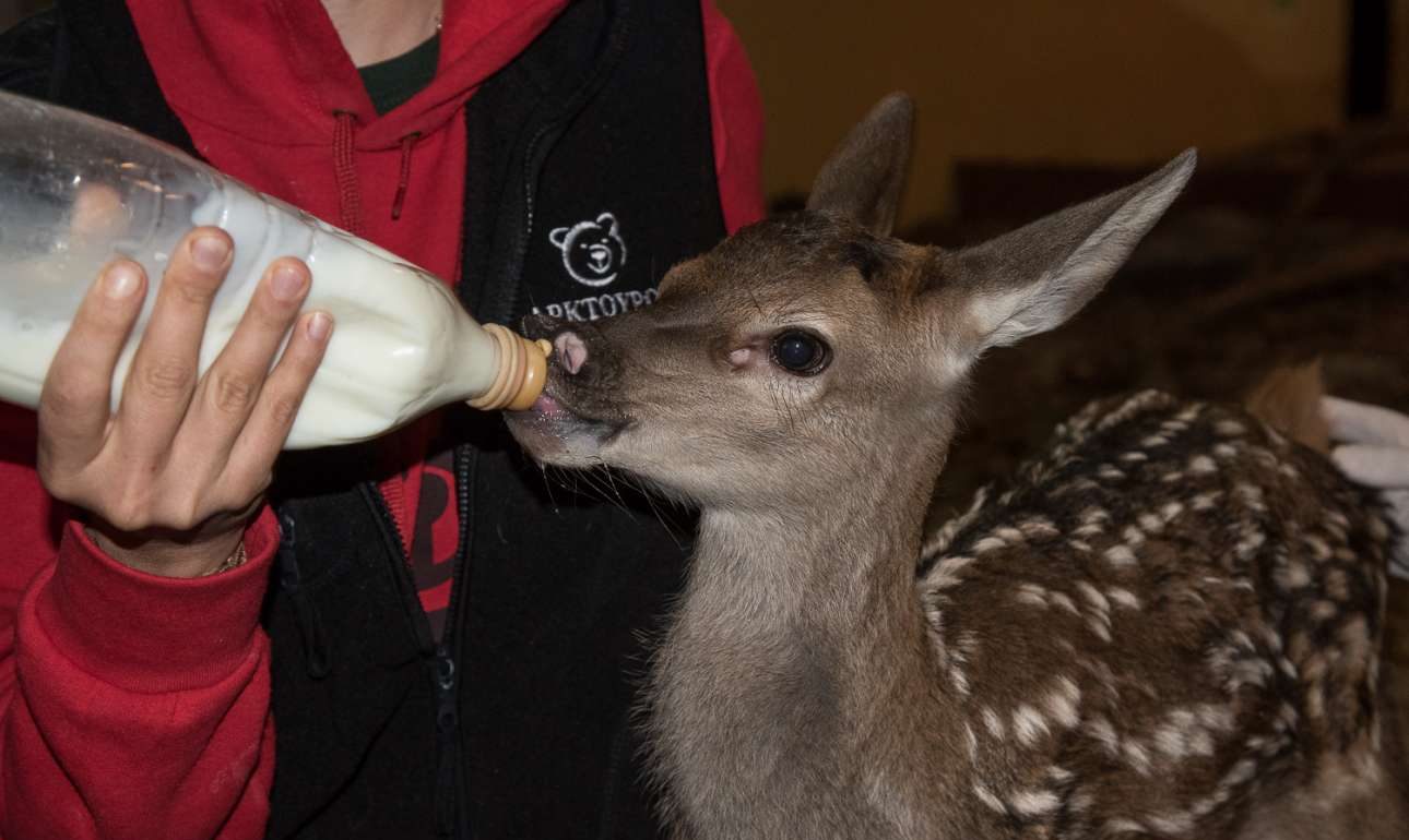 Στην «αγκαλιά» του Αρκτούρου το ελαφάκι Νίβες