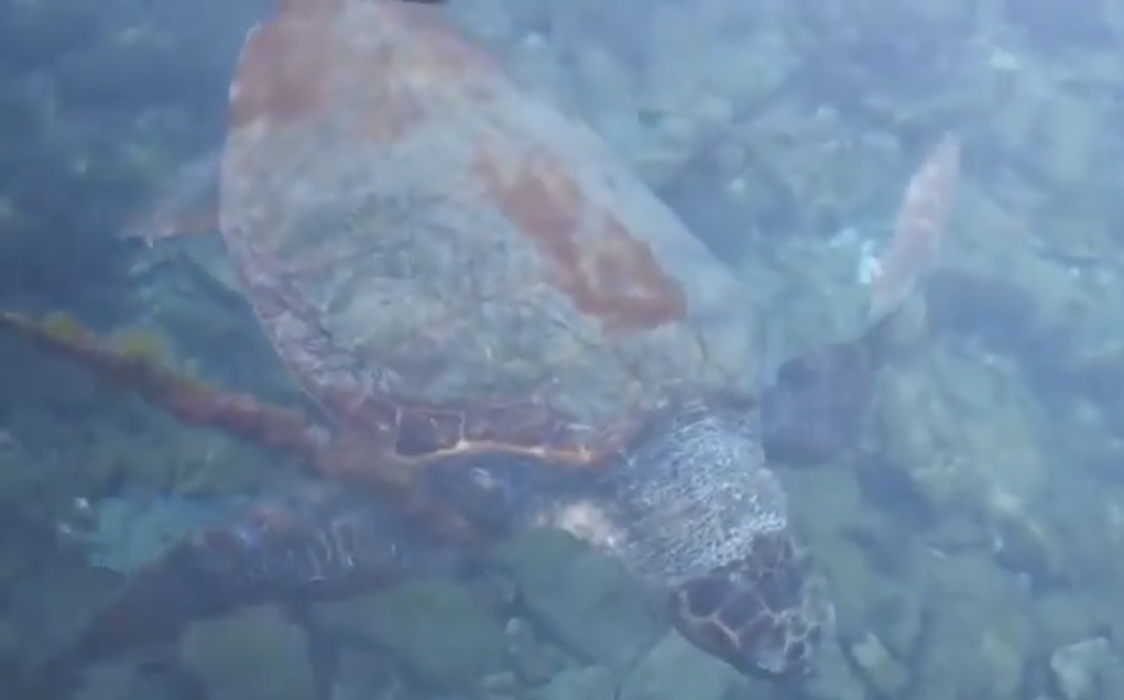 ΝΔ: Εξωφρενικό fake news με… δεμένη καρέτα καρέτα για τον Μητσοτάκη στο Καστελόριζο