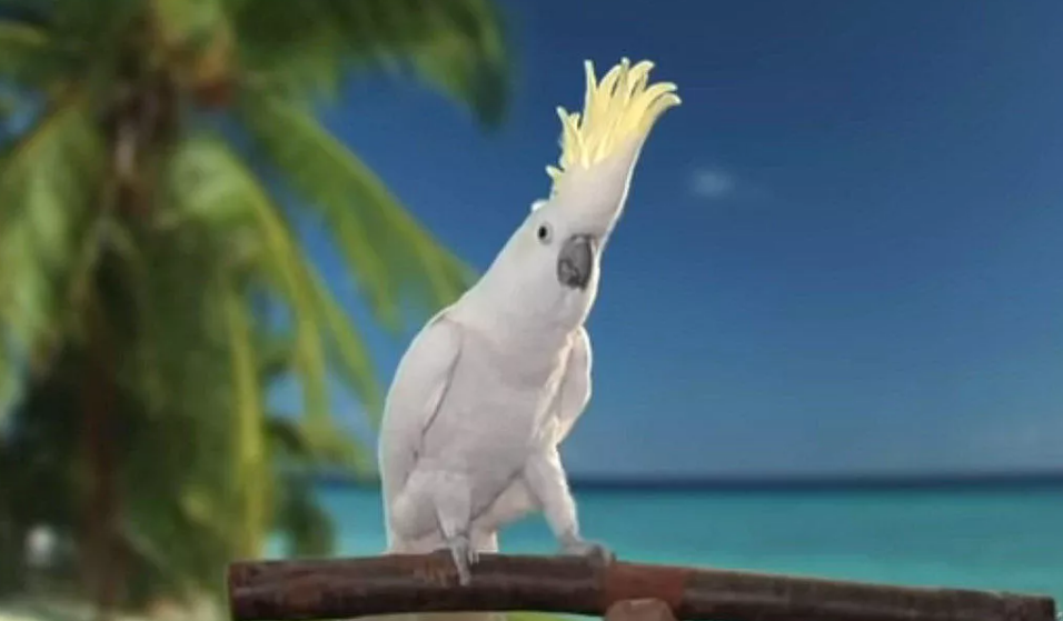 Παπαγάλος-χορευταράς: ποιος είπε ότι «το’ χουν» μόνο οι άνθρωποι;