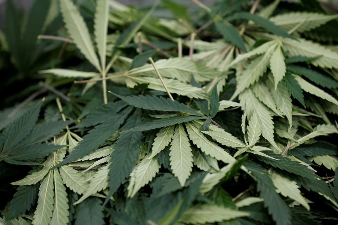 Πώς ένα εργοστάσιο παραγωγής μαριχουάνας ταίριαξε γάντι στον Καναδά