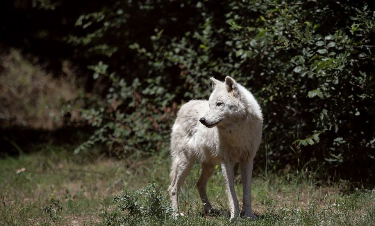 Λύκοι εναντίον ελαφιών στην Πάρνηθα