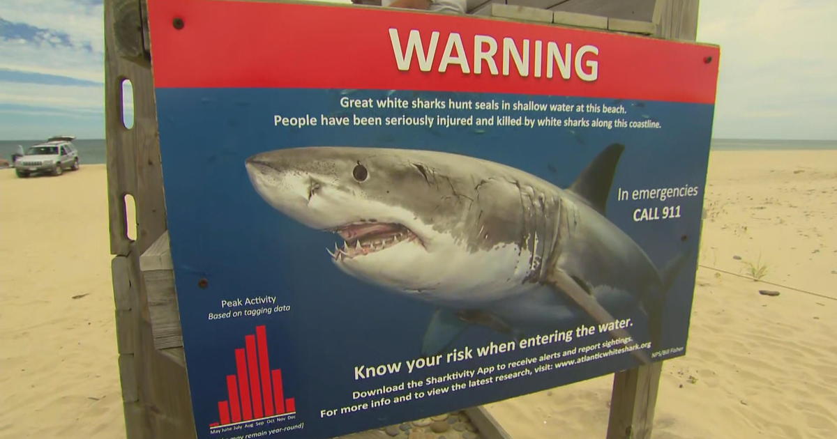 Οι καρχαρίες επέστρεψαν εκεί όπου γυρίστηκε το «Jaws»