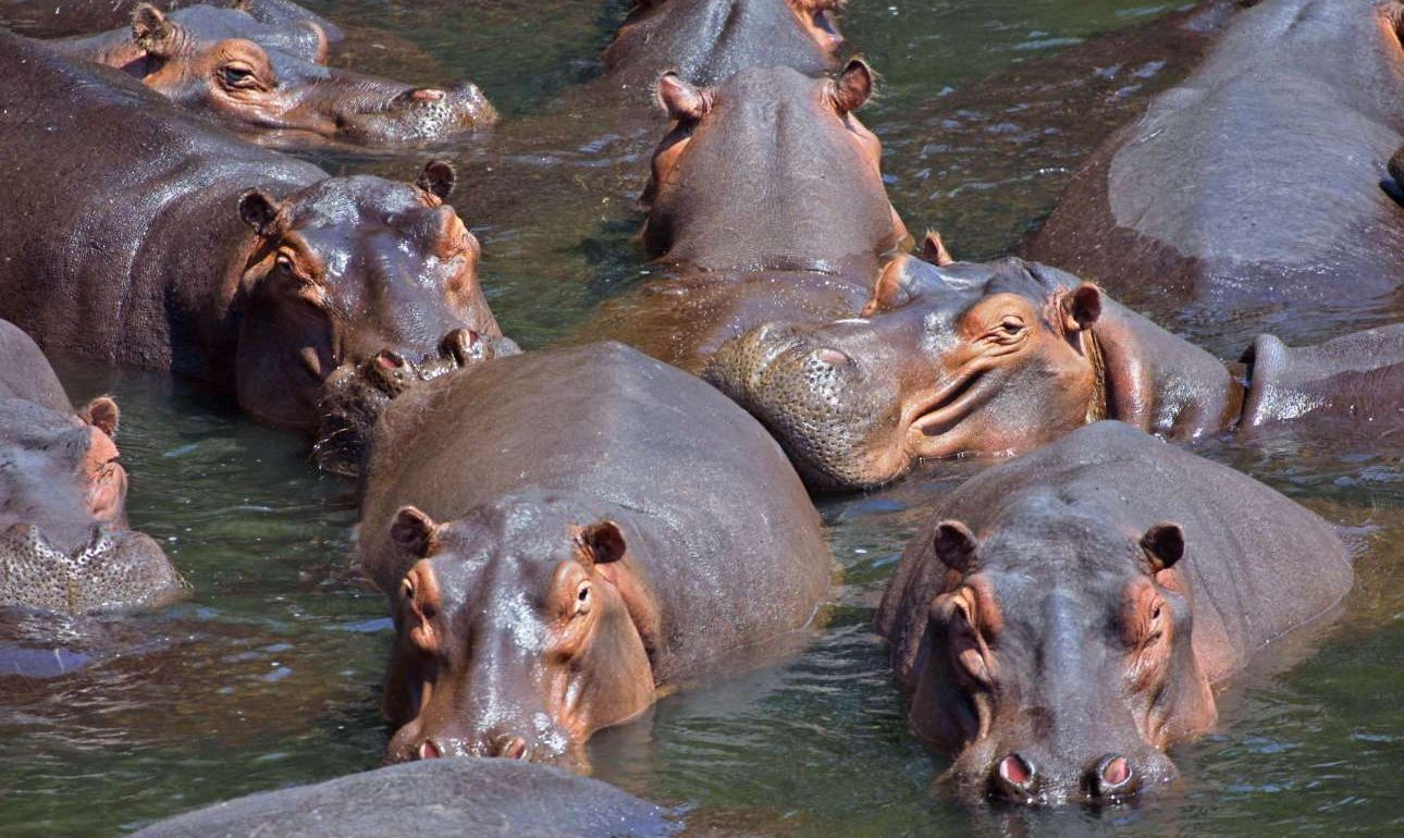 Οι ιπποπόταμοι του Εσκομπάρ απειλούν (και διχάζουν) την Κολομβία