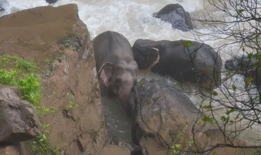 Εξι ελέφαντες πνίγηκαν προσπαθώντας να σώσουν ένα ελεφαντάκι