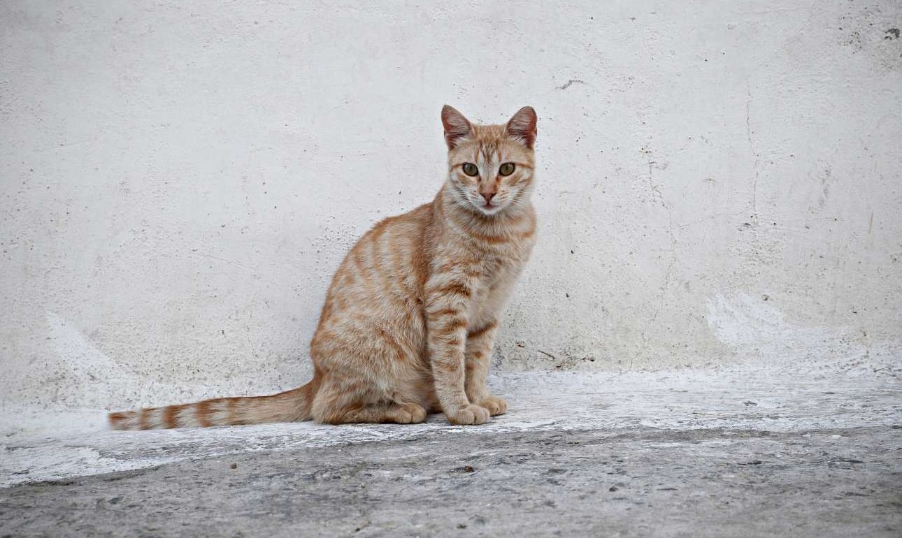 Δύο κόσμοι για μια γάτα