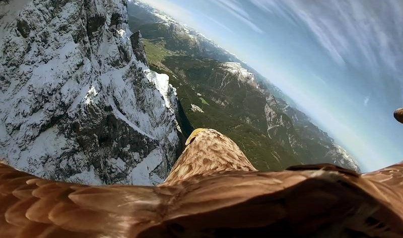 Ο αετός που φωτογράφισε την τήξη των παγετώνων