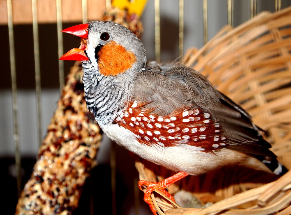 Πώς μαθαίνουν στα πουλιά καινούργια τιτιβίσματα